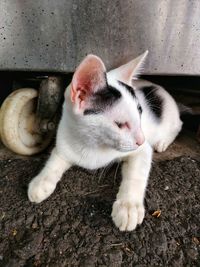 Close-up of a cat