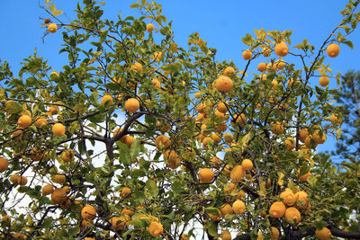 Low angle view of orange tree against sky