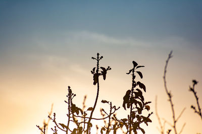 Low angle view of silhouette plants against sky during sunset