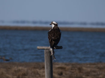 Close-up of bird perching on wooden post