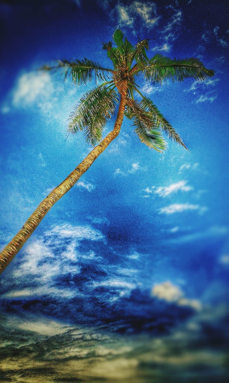 sky, low angle view, cloud - sky, tree, tranquility, cloud, nature, cloudy, beauty in nature, blue, growth, tranquil scene, scenics, branch, tree trunk, outdoors, day, no people, palm tree, silhouette