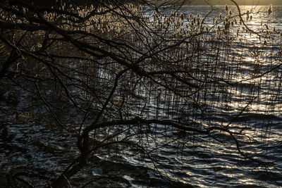 Low angle view of bare tree during winter