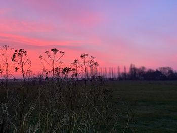 Plants growing on field against sky during sunset