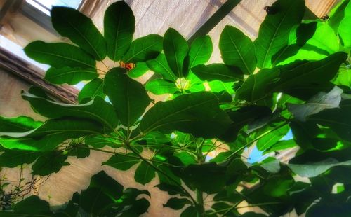 Full frame shot of green leaves