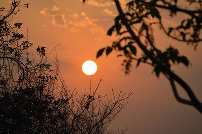 Sun shining through trees