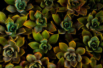 Full frame shot of succulent plant