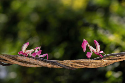 Close-up of pink flowering plant