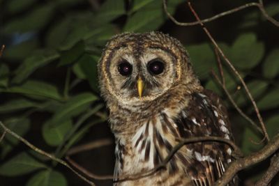 Close-up portrait of owl