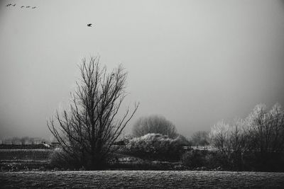 Bird on landscape against clear sky