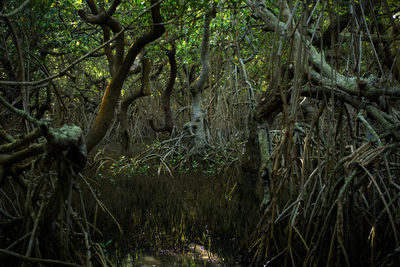 Trees growing in forest