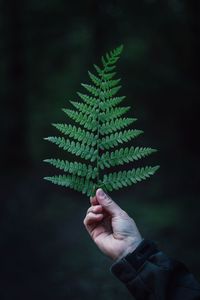 Person holding leaf plant