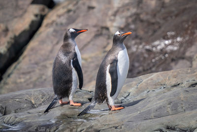 Two wet gentoo penguins stand on rock