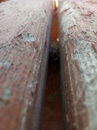 Full frame shot of tree trunk