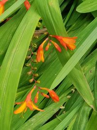 Close-up of orange flowering plant