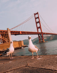 Seagulls on suspension bridge against sky