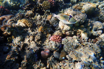 View of fish swimming in sea