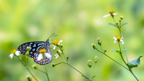 Close-up of butterfly pollinating on flower