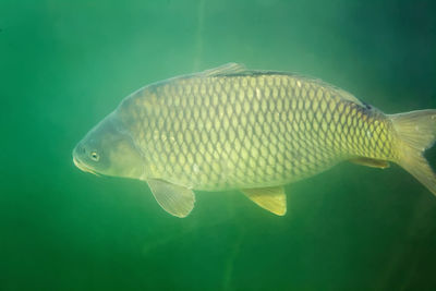 Close-up of fish swimming underwater