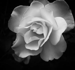 Close-up of flower over black background
