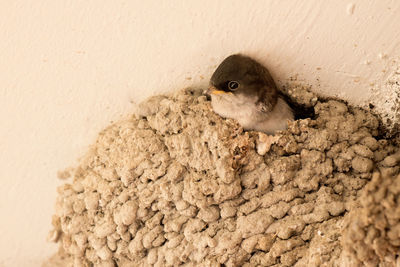 High angle view of bird on land