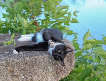 Cat relaxing in a plant