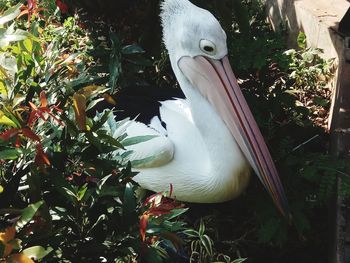 Close-up of a bird