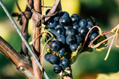 Close-up of berries growing on tree