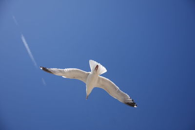 Low angle view of seagull flying in sky