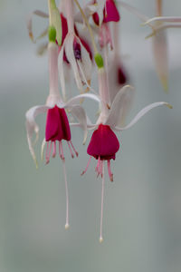 Close-up of red flower