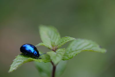 Close-up of insect on plant