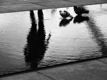 High angle view of ducks swimming on lake