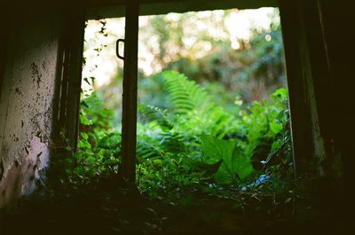 Close-up of plants in forest seen through window
