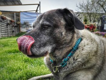 Close-up of dog licking nose in back yard