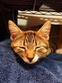 Close-up of cat sleeping at home