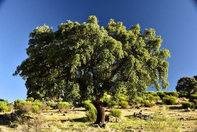 Trees growing on field against clear sky