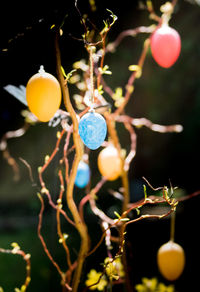 Close-up of hanging outdoors