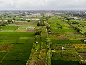 High angle view of agricultural field