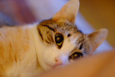 Close-up portrait of cat
