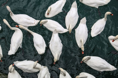 High angle view of swans swimming in lake