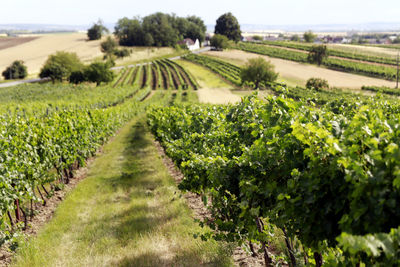 Scenic view of vineyard