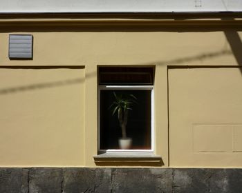 Potted plant on window of building