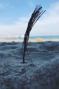 Close-up of lizard in sea against sky