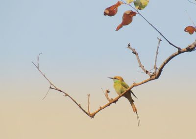 Low angle view of bird perching on branch against sky