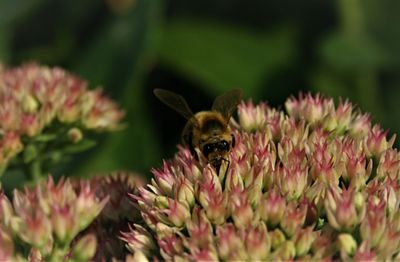 Close-up of bee pollinating on flower