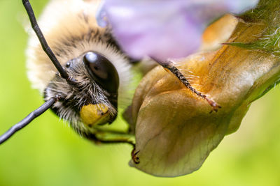 Close-up of bee on flower