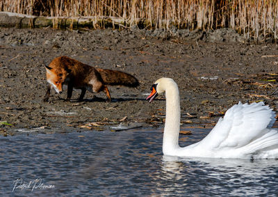 Side view of two birds drinking water