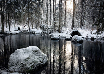 Scenic view of frozen lake in forest