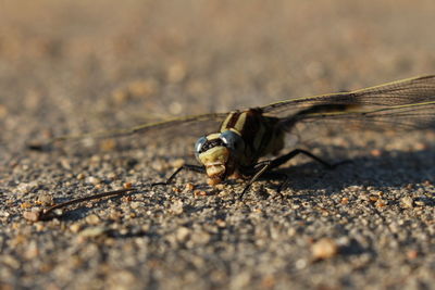 Close-up of insect