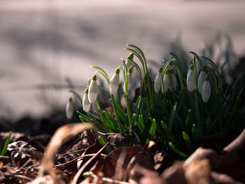Close-up of plant growing on field