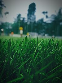 Close-up of wet grass on field